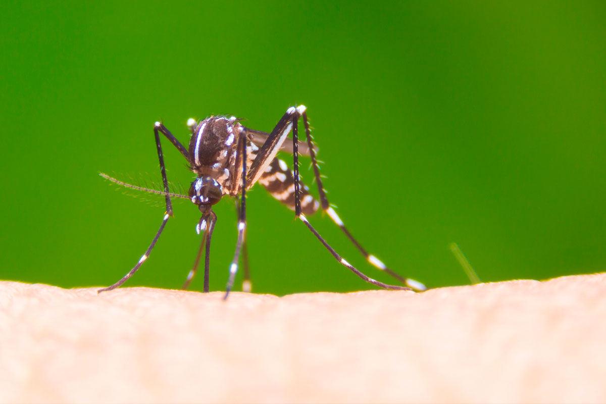 O Aedes aegypti e nossos resíduos